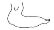 Line drawing of a very oddly shaped foot