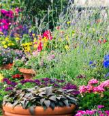 lots of plants and flowers in a garden