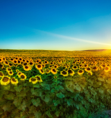 A field of sunflowers, in the distance you see the sun setting (or rising) on the horizon