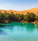 Turquoise river flowing through a palm oasis, with rows of tall palm trees along the banks and golden desert dunes rising in the background under a clear blue sky.